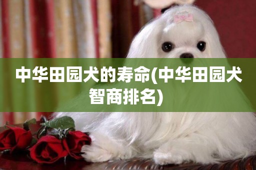 中華田園犬的壽命(中華田園犬智商排名) 