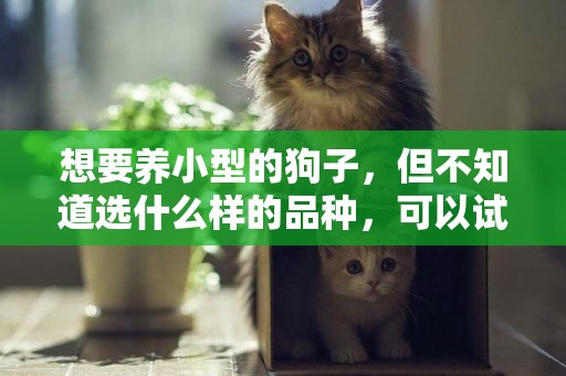 想要養小型的狗子，但不知道選什么樣的品種，可以試試這幾個品種 