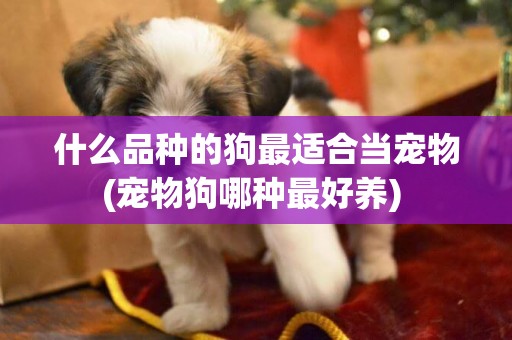 什么品種的狗最適合當寵物(寵物狗哪種最好養) 