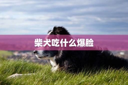 柴犬吃什么爆臉