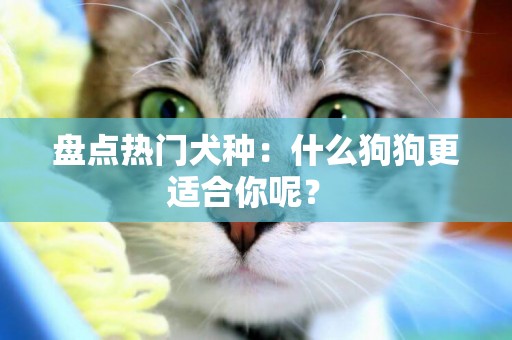 盤點熱門犬種：什么狗狗更適合你呢？ 