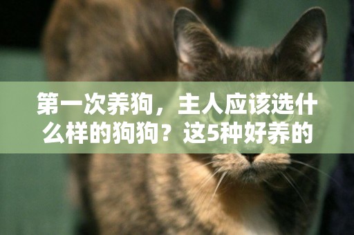 第一次養狗，主人應該選什么樣的狗狗？這5種好養的狗狗考慮一下 