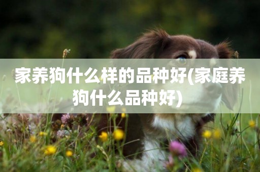 家養狗什么樣的品種好(家庭養狗什么品種好) 