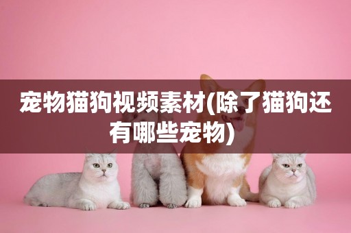 寵物貓狗視頻素材(除了貓狗還有哪些寵物) 