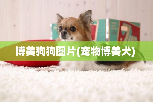 博美狗狗圖片(寵物博美犬) 
