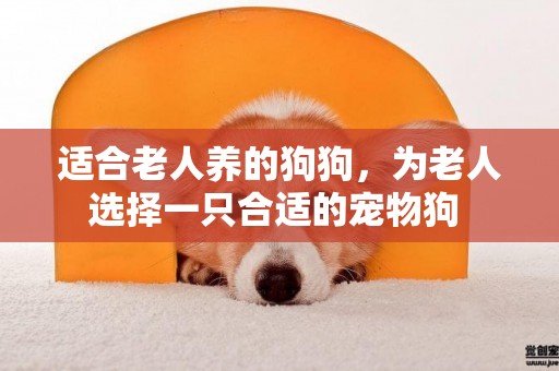 適合老人養的狗狗，為老人選擇一只合適的寵物狗 