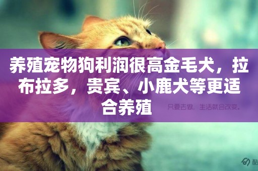 養殖寵物狗利潤很高金毛犬，拉布拉多，貴賓、小鹿犬等更適合養殖 