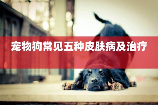寵物狗常見五種皮膚病及治療 