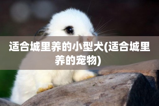 適合城里養的小型犬(適合城里養的寵物) 