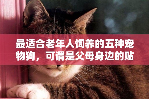 最適合老年人飼養的五種寵物狗，可謂是父母身邊的貼身保鏢！ 