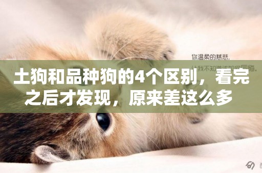 土狗和品種狗的4個區別，看完之后才發現，原來差這么多 