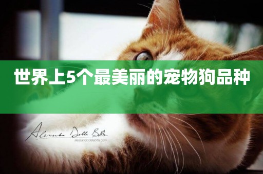 世界上5個最美麗的寵物狗品種 