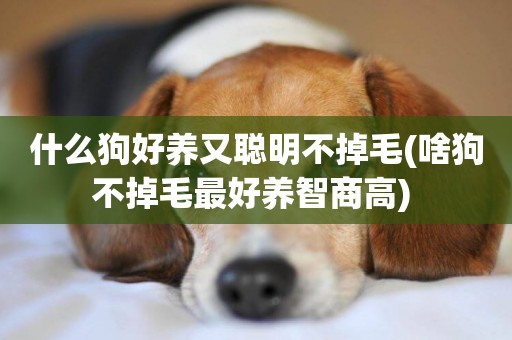 什么狗好養又聰明不掉毛(啥狗不掉毛最好養智商高) 
