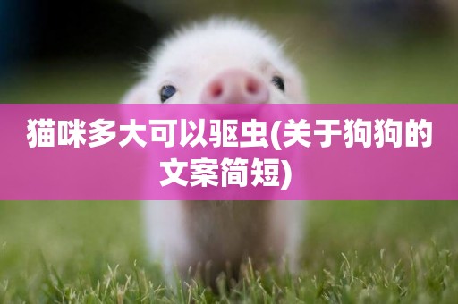 貓咪多大可以驅蟲(關于狗狗的文案簡短) 