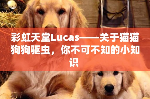彩虹天堂Lucas——關于貓貓狗狗驅蟲，你不可不知的小知識 