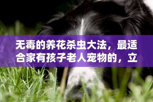無毒的養花殺蟲大法，最適合家有孩子老人寵物的，立馬收藏了！ 