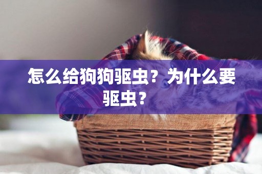 怎么給狗狗驅蟲？為什么要驅蟲？ 