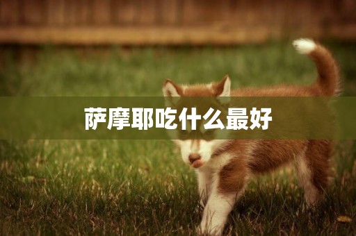 薩摩耶吃什么最好
