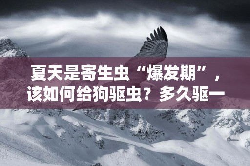 夏天是寄生蟲“爆發期”，該如何給狗驅蟲？多久驅一次？ 