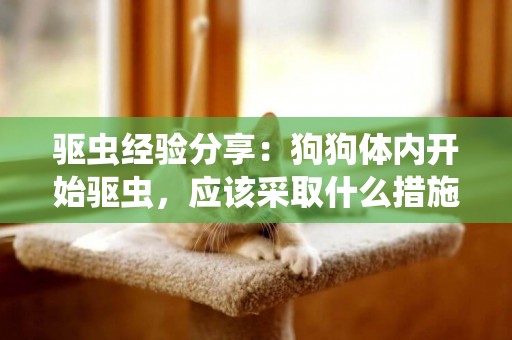 驅蟲經驗分享：狗狗體內開始驅蟲，應該采取什么措施注意哪些問題 