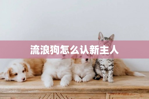 流浪狗怎么認新主人