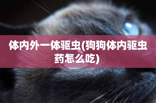 體內外一體驅蟲(狗狗體內驅蟲藥怎么吃) 