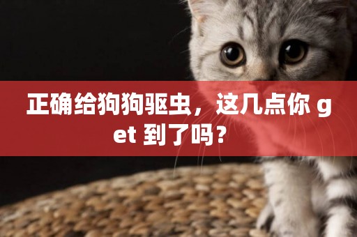 正確給狗狗驅蟲，這幾點你 get 到了嗎？ 