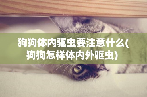 狗狗體內驅蟲要注意什么(狗狗怎樣體內外驅蟲) 