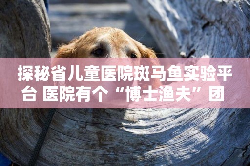 探秘省兒童醫院斑馬魚實驗平臺 醫院有個“博士漁夫”團 