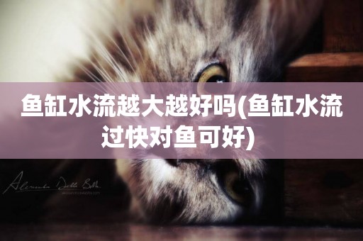 魚缸水流越大越好嗎(魚缸水流過快對魚可好) 