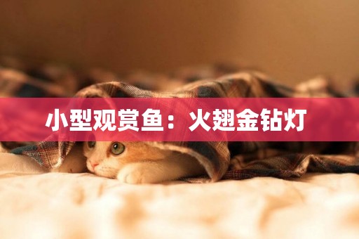 小型觀賞魚：火翅金鉆燈 