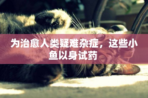 為治愈人類疑難雜癥，這些小魚以身試藥 