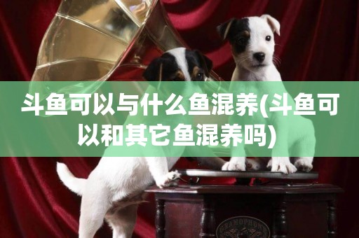 斗魚可以與什么魚混養(斗魚可以和其它魚混養嗎) 