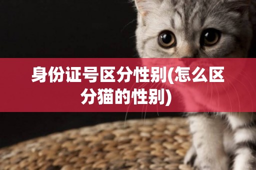 身份證號區分性別(怎么區分貓的性別) 