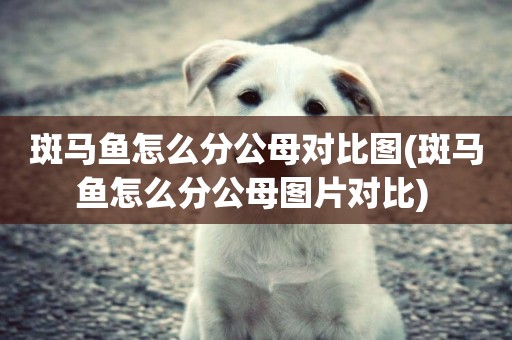 斑馬魚怎么分公母對比圖(斑馬魚怎么分公母圖片對比) 
