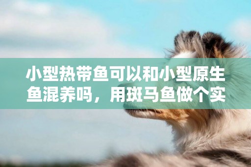 小型熱帶魚可以和小型原生魚混養嗎，用斑馬魚做個實驗，結果很慘 