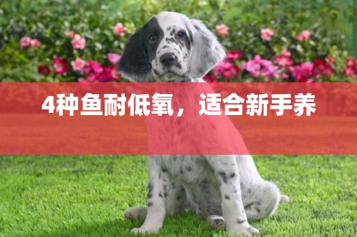 4種魚耐低氧，適合新手養 