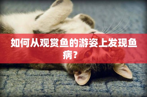 如何從觀賞魚的游姿上發現魚病？ 