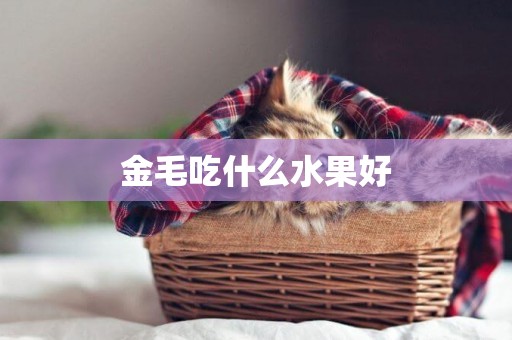 金毛吃什么水果好