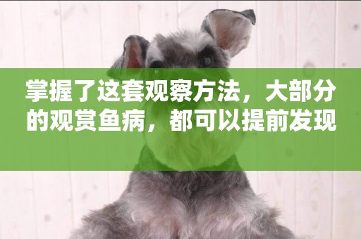掌握了這套觀察方法，大部分的觀賞魚病，都可以提前發現 