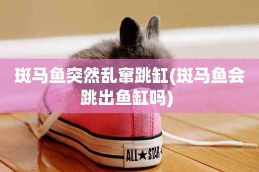 斑馬魚突然亂竄跳缸(斑馬魚會跳出魚缸嗎) 
