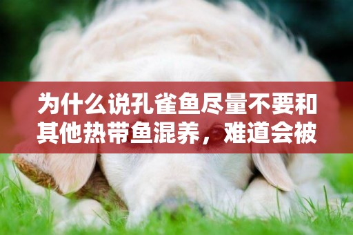 為什么說孔雀魚盡量不要和其他熱帶魚混養，難道會被它們吃了嗎？ 