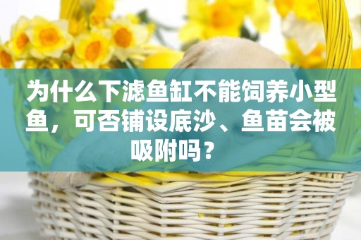 為什么下濾魚缸不能飼養小型魚，可否鋪設底沙、魚苗會被吸附嗎？ 