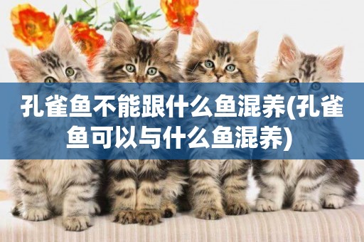 孔雀魚不能跟什么魚混養(孔雀魚可以與什么魚混養) 