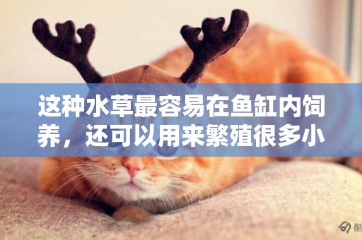 這種水草最容易在魚缸內飼養，還可以用來繁殖很多小型觀賞魚 