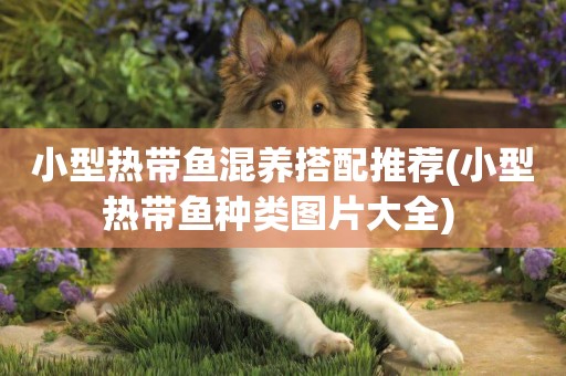 小型熱帶魚混養搭配推薦(小型熱帶魚種類圖片大全) 
