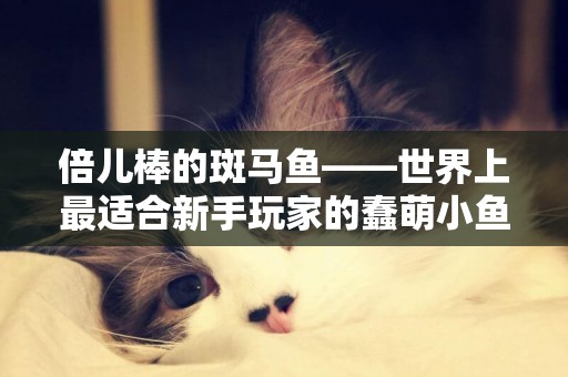 倍兒棒的斑馬魚——世界上最適合新手玩家的蠢萌小魚 