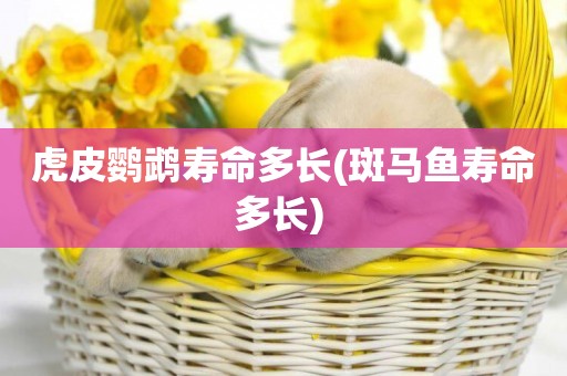 虎皮鸚鵡壽命多長(斑馬魚壽命多長) 