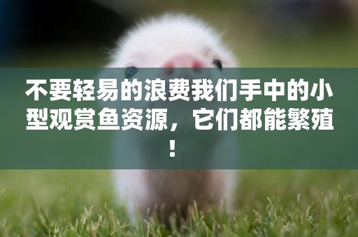 不要輕易的浪費我們手中的小型觀賞魚資源，它們都能繁殖！ 