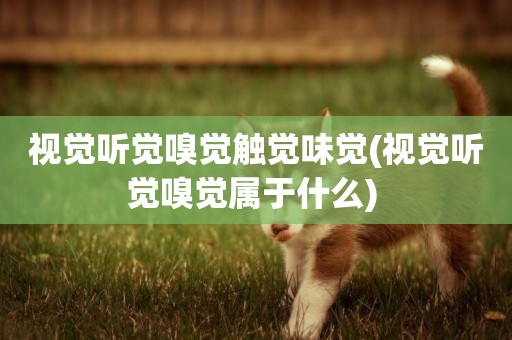 視覺聽覺嗅覺觸覺味覺(視覺聽覺嗅覺屬于什么) 
